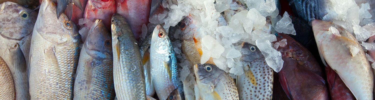 Fish Sector