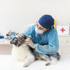 Air purifiers for veterinary centers
