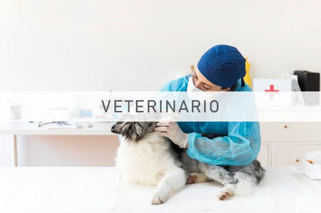 Image for Veterinarian 