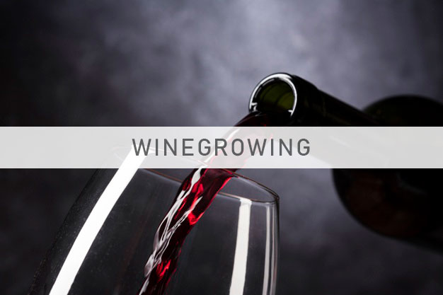 Image for Wine sector 