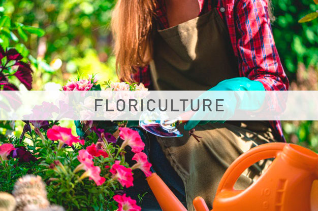 Impact pour le secteur de la floriculture